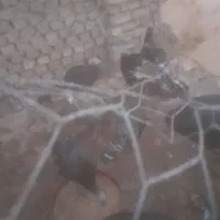 بوقلمون معاوضه بابز