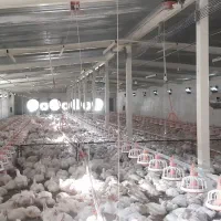 استخدام یک نفر نیرو جهت مرغداری گوشتی