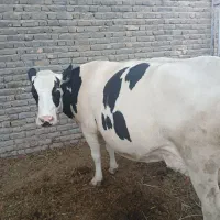 گاو سیمینتال با گوساله،گاو آبستن،گوساله نر