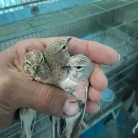 سهره|پرنده|خمینی‌شهر, |دیوار