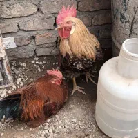 خروس