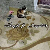 توله گربه اپارتمانی نژاد میکس واکسن اولیه زده شده|گربه|چالوس, |دیوار