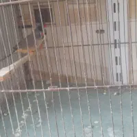 کبوتر پاکستانی