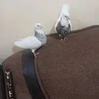 علی|حراج|شادگان, |دیوار