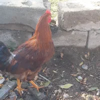 خروس محلی|حیوانات مزرعه|بکتاش, |دیوار