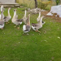 قو غاز سالم نر۱۴۰۰.    ماده ۱۳۰۰خودتون انتخاب کنید|حیوانات مزرعه|فومن, |دیوار