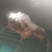 جوجه گلین|حیوانات مزرعه|شیروان (لرستان), |دیوار