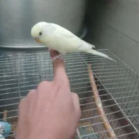 .مرغ..عشق نر دستی