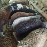 بره|حیوانات مزرعه|زنده رود, |دیوار