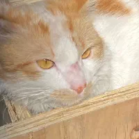 واگذاری رایگان گربه موبلند عقیم شده