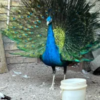 یک جفت پرنده لاکچری