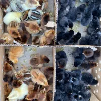 جوجه مرغ بومی دورگ|حیوانات مزرعه|بندرعباس, |دیوار