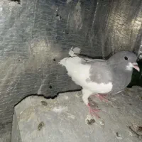 کبوتر