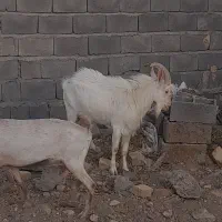 نری سانن|حیوانات مزرعه|بافت, |دیوار