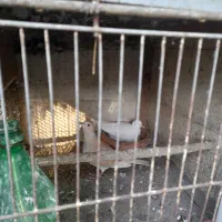 پرنده زینتی قفسی