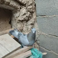 کفتر اصفهانی ماده|پرنده|برخوار, |دیوار