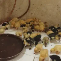 جوجه اردک