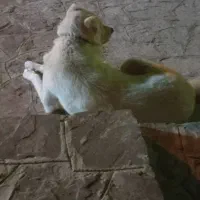 گمشده|حیوانات|قهستان, |دیوار