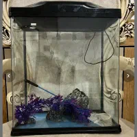 آکواریوم مینیمال|ماهی|اهواز, نادری|دیوار