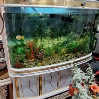 اگواریوم ماهی بزرگ لوازم خانگی