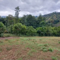 زمین کوهپایه در دل طبیعت|فروش زمین و ملک کلنگی|واجارگاه, |دیوار