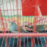 پرنده