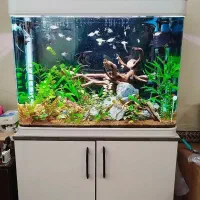 اکواریوم شرکتی ( پلنت )