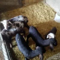 بره شیری هترو|حیوانات مزرعه|قم, قلعه صدری|دیوار