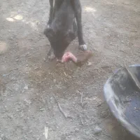 توله ۴ ماه ماده نژاد سرابی و خوراسانی