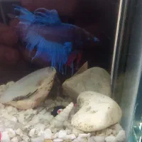 ماهی فایتر|ماهی|تهران, تهرانپارس شرقی|دیوار