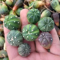 کاکتوس آستریاس