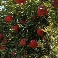 انار رباب|عمده‌فروشی|فسا, |دیوار