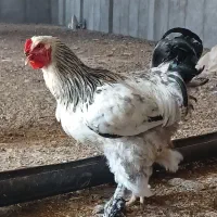 خروس برهما نژاد دار|حیوانات مزرعه|شال, |دیوار