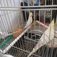 عروس هلندی