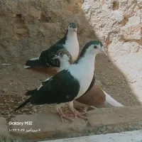 کبوتر گم شده