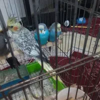 لاری و عروس هلندی سخنگو و مرغ عشق|پرنده|کنگاور, |دیوار