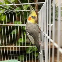 یک جفت عروس هلندی جفت خورده|پرنده|اسلامشهر, شهرک طالقانی|دیوار