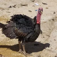 بوقلمون محلی خوب موجود هس|حیوانات مزرعه|زاغه, |دیوار