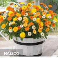 نظافت راه پله ها، وساختمان