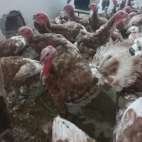 بوقلمون بوربون ۴ماهه