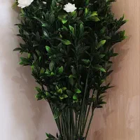 درخچه