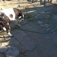 بز محلی جوان|حیوانات مزرعه|بشاگرد, |دیوار