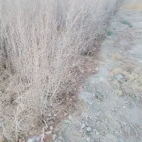 نهال انار قرمز ،پوست نازک