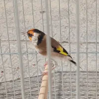 سهره نر|پرنده|بیجار, |دیوار