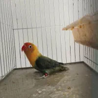 کوتوله ماده با تست