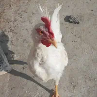 خروس نژاد دار تمام سفید|حیوانات مزرعه|مشهد, شهرک مهرگان|دیوار