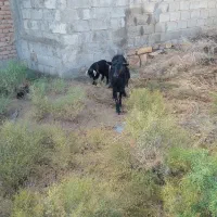 بز شیری با بچه