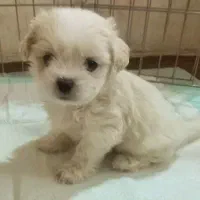 واگذاری پودل کراس