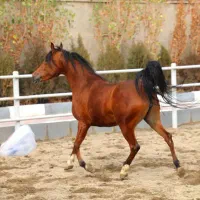 بهترین اسب کورسی