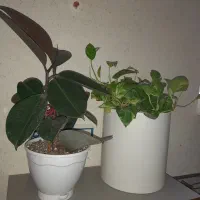 گل قشنگ|گل و گیاه طبیعی|بجنورد, |دیوار